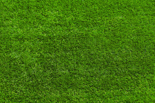 Green grass texture for background, nature abstract image, blank copy space