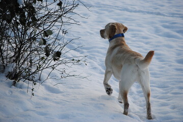 Labrador Retriever en hiver