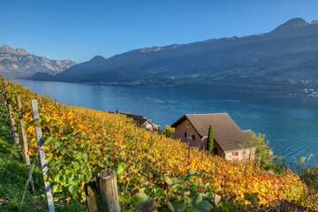 Countryside autumn landscape with vineyards in Swiss Alps. Vineyards after harvest in Quinten...
