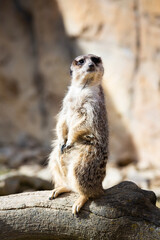 Meerkat