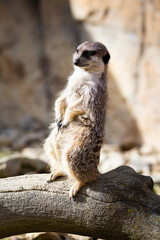 Meerkat