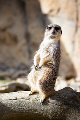 Meerkat