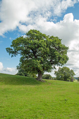 Fototapeta na wymiar Old oak tree in the summertime
