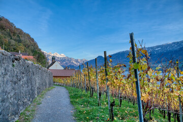 Fototapeta premium Countryside autumn landscape with vineyards in Swiss Alps. Vineyards after harvest in Quinten village at the lake Walensee. Switzerland, Europe