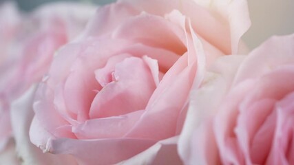 Softly Pink Rose flower on Rose garden background, Close up shot pink roses flowers valentine concept.