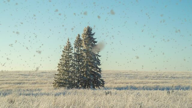 Winter landscape in a field with three snow-covered fir trees, beautiful snowfall, sunny weather. Cinemagraf , video loop