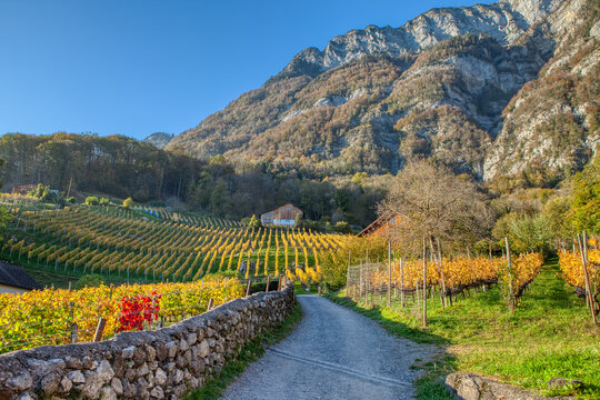 Countryside autumn landscape with vineyards in Swiss Alps. Vineyards after harvest in Quinten village at the lake Walensee. Switzerland, Europe
