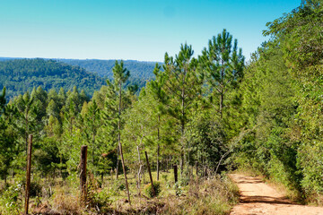 Obraz premium Bosque de pinos