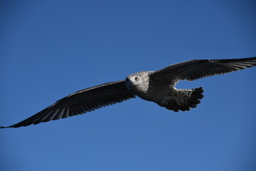 Birds gulls soar in the blue sky