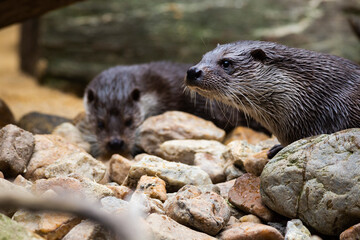 Otter