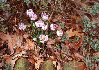 Crocus Spring Flower Garden