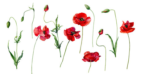 Watercolor set of scarlet poppies and buds on a white background