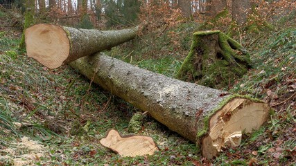 Freshly Cut Tree Logs on Mossy Forest Floor