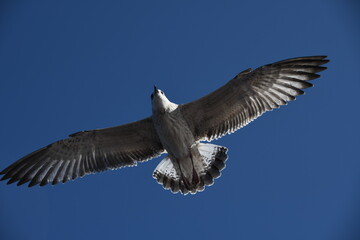 Birds gulls soar in the blue sky