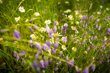 flower meadow in spring