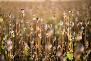 poppy field
