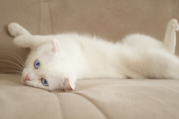 Fototapeta na wymiar Scottish fold white kitten with blue eyes