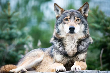 Deurstickers wolf © Libor