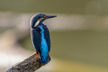 Eisvogel (Alcedo atthis)