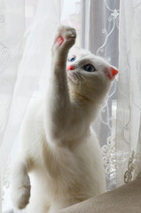 Scottish fold white kitten with blue eyes waves her paw
