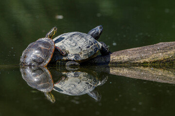 Obraz premium Gelbbauch-Schmuckschildkröte (Trachemys scripta scripta)