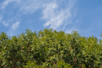 緑の木々と青空
