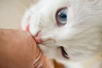 Scottish fold white kitten with blue eyes bites a hand