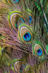 Fototapeta premium colorful peacocks feathers on his tail