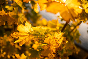 Fototapeta na wymiar yellow autumn leafes on a trees
