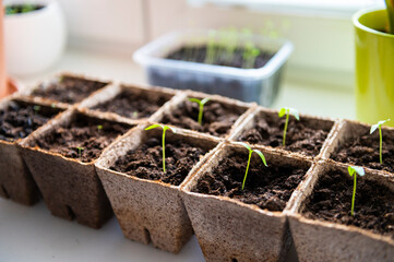 germinating seeds for spring