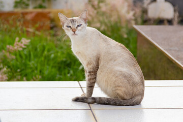 Gata prenha sentada e olhando diretamente para a câmera. Gato abandonado. Gato de rua.