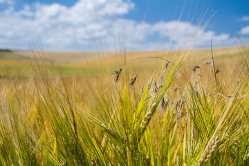 Obraz premium grain field in moravia