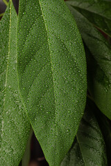 Close up of avocado leaf with water drops. Home plants.