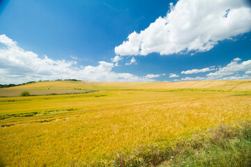 grain field in moravia