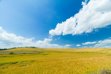 grain field in moravia
