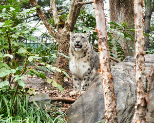snow leopard cub