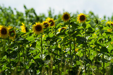 sunflower yellow detail field flower