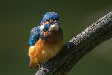 Eisvogel (Alcedo atthis)