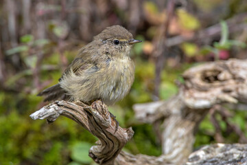Zilpzalp (Phylloscopus collybita)