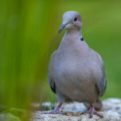 Türkentaube (Streptopelia decaocto)