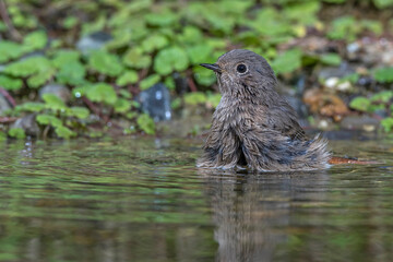 Hausrotschwanz (Phoenicurus ochruros) Weibchen badet