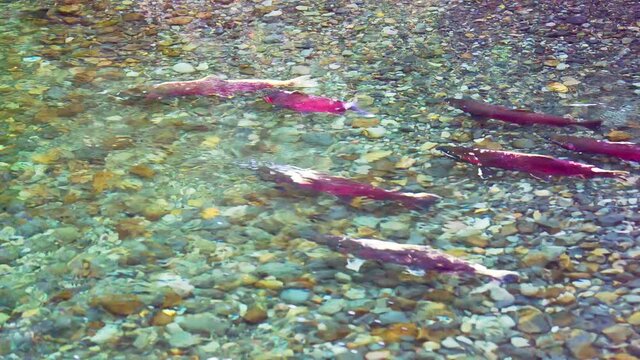 Salmon ready to spawn