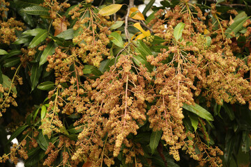 Mango blossoms of blooming.