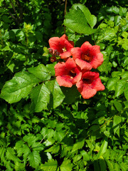 honeysuckle on green leaf background