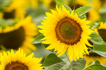 sunflower yellow detail field flower