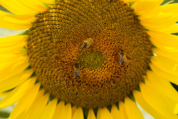 yellow sunflower  fields in summer