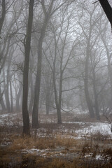 Swamp forest in the fog