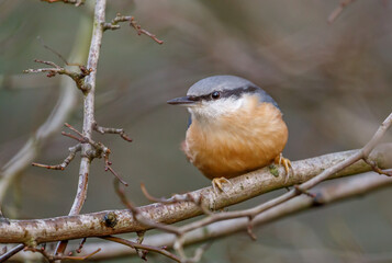 Red Breasted Nut hatch