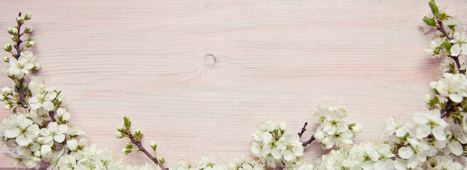 Spring background with branches of a blossoming apricot tree.