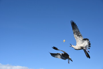 Obraz premium Birds gulls soar in the blue sky